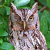 Backyard Birding....and Nature