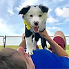 Zak George's Dog Training rEvolution