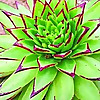 World of Succulents