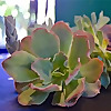 Blueleaf Plants