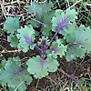 The Edible Landscape Design