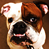 Simpawtico Dog Training