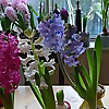 Garden Withindoors