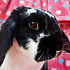 Rosiebunneh