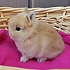 Sea2Sky Rabbitry