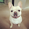 All About Frenchies – French Bulldog Tips & Information