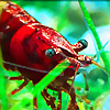 AcquaSaur