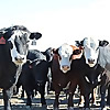 Feedlot Magazine