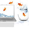 Networking with Fish