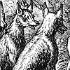 Vulpes Libris