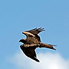 Dividend Hawk