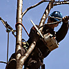 Arborist Nation
