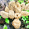 Morel Of The Story
