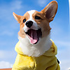 Pino.The.Corgi