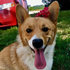 Short Corgi Tales