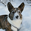 Gimli The Corgi