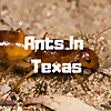 Ants In Texas