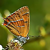 Butterfly Conservation